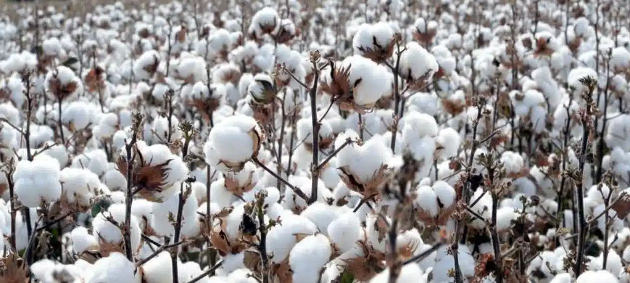 Record-breaking exports for cotton expected