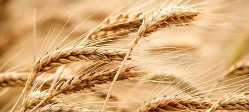 The first shipment of Russian wheat arrives in Karachi