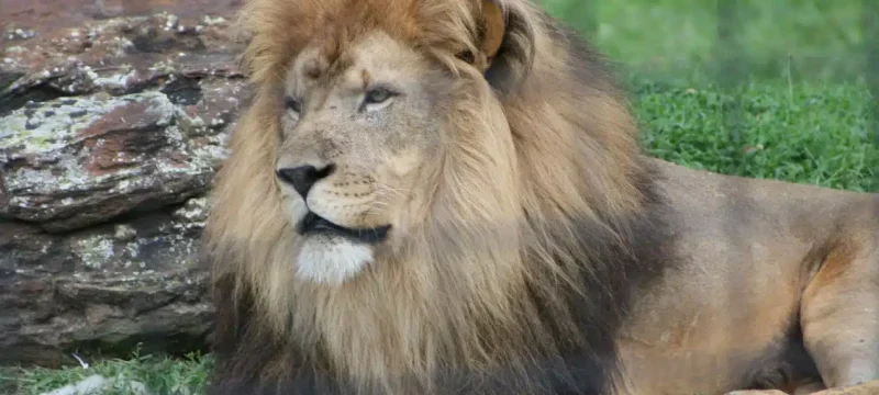 Wildlife Department Confiscates African Lion from Viral TikToker