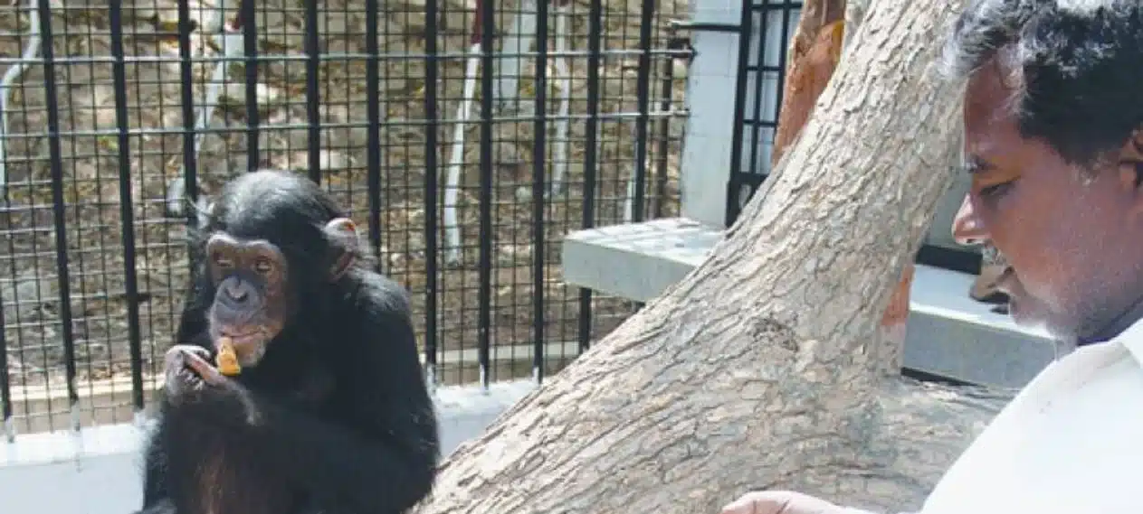 Chimpanzee dies from heart attack at Karachi Zoo