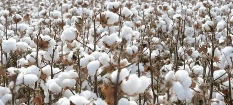 Whitefly Threatens 50% of Punjab's Cotton Crop