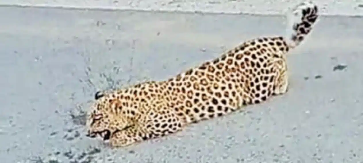 Rare Leopard Spotted on Road in Muzaffarabad