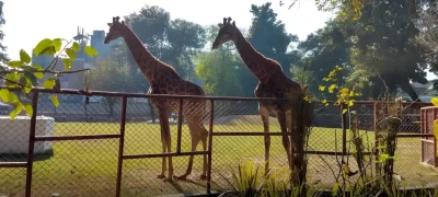 Lahore Zoo and Safari Park Set for Major Upgrades