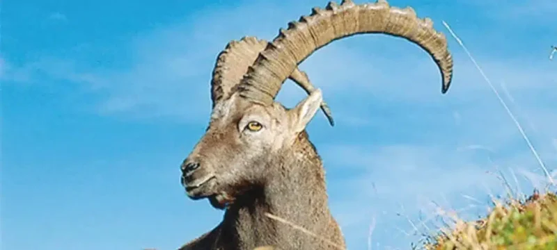Dead Ibex Specimen Sent for Lab Testing