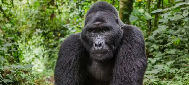 Stem Cell Treatment Cures Gorilla's Arthritis