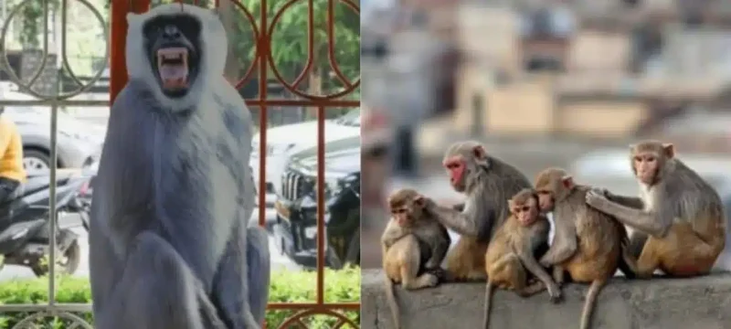 Fake Langurs Guard G20 Summit Delegates from Wild Monkeys