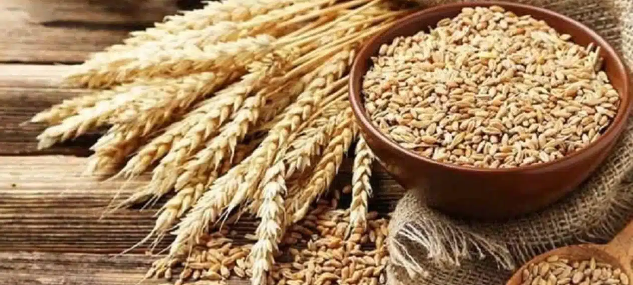 Wheat Prices to Drop by Rs. 25/Kg Soon