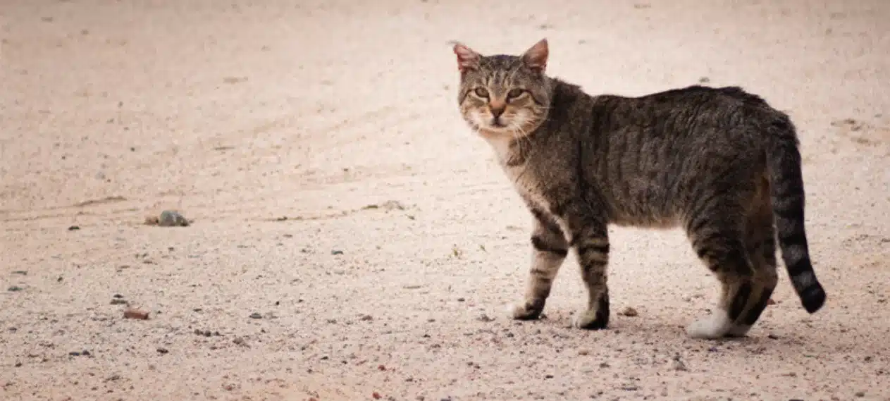 Shocking Discovery of 140 Abandoned Cats in Abu Dhabi's Sands