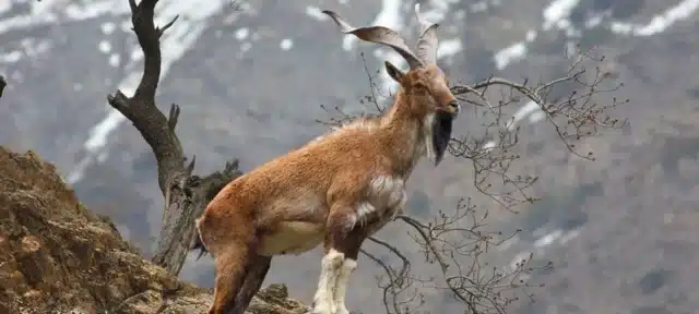 Markhor Hunting Permit Sold for Record $186,000