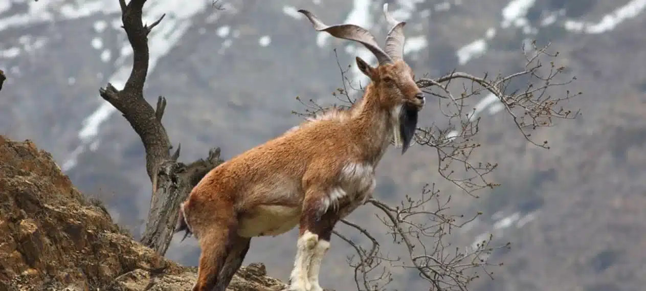 Markhor Hunting Permit Sold for Record $186,000