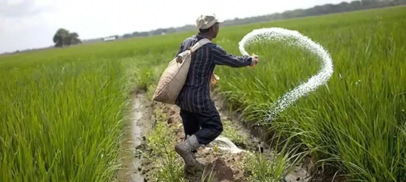 Fertilizer Companies Hike DAP Prices by Up to Rs. 510 Per Bag