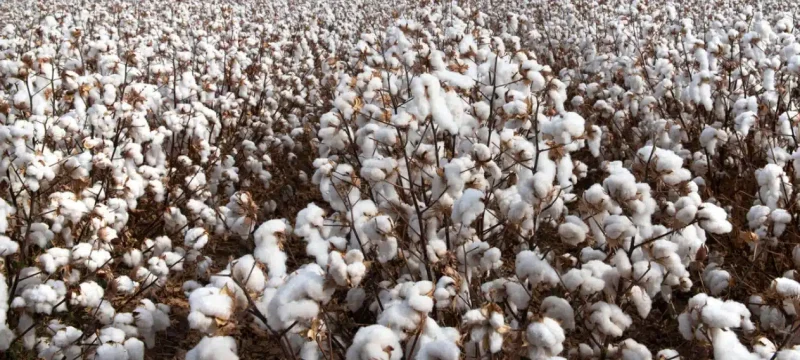 Cotton Prices Fall Rs. 1,000 per Maund in a Week