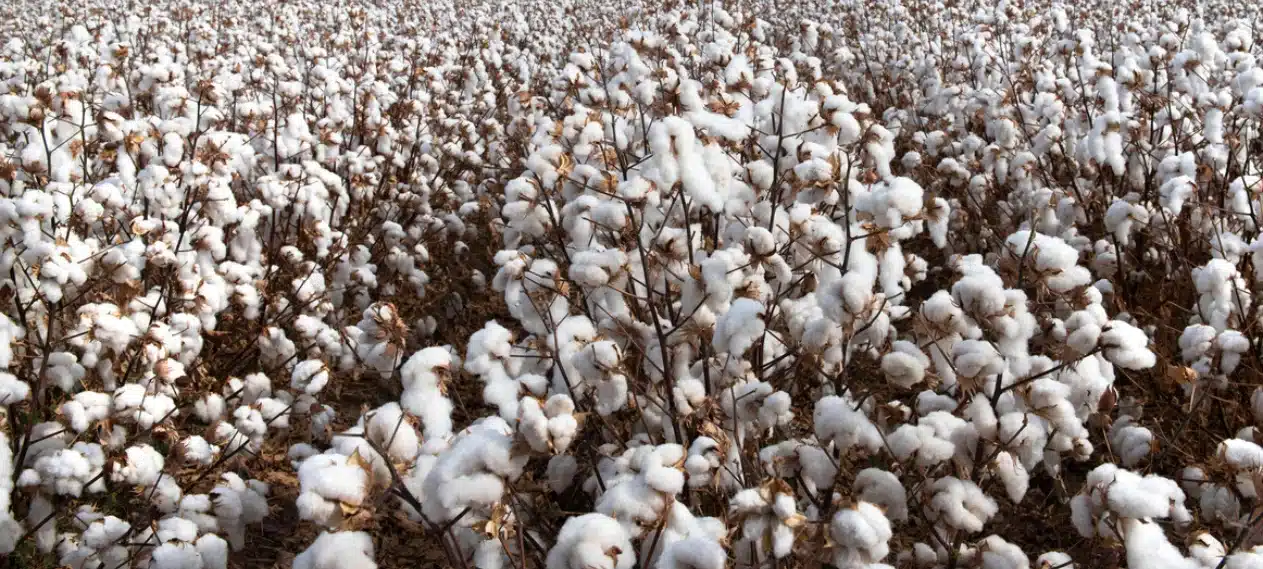Cotton Prices Fall Rs. 1,000 per Maund in a Week