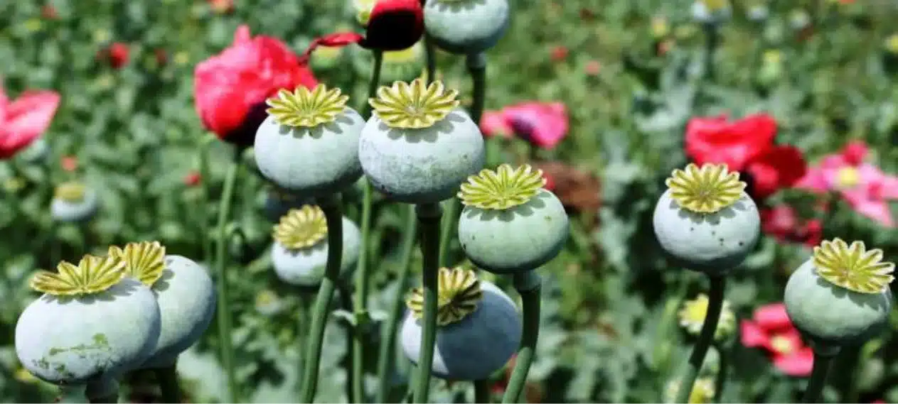 Pakistan's Only Opium Factory Resumes Production After 11 Years