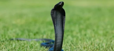 King Cobra Unveiled as Murder Weapon in Indian Man's Arrest for Killing Wife and Daughter