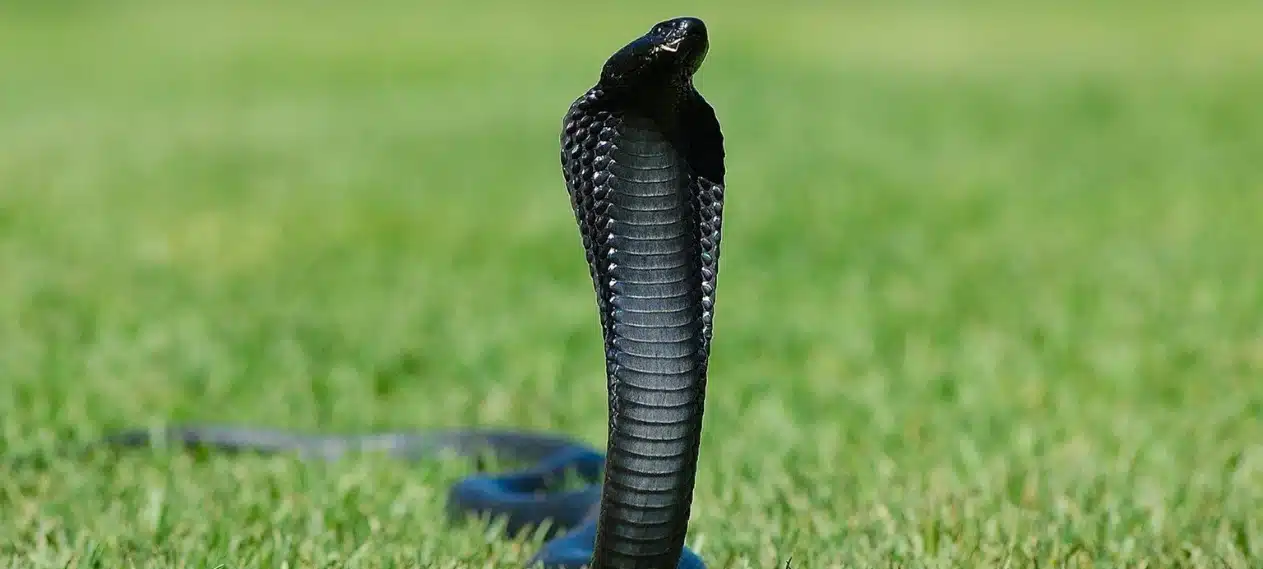 King Cobra Unveiled as Murder Weapon in Indian Man's Arrest for Killing Wife and Daughter