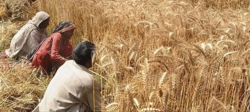 Pakistan Ranks in Top 10 Grain Exporters to China