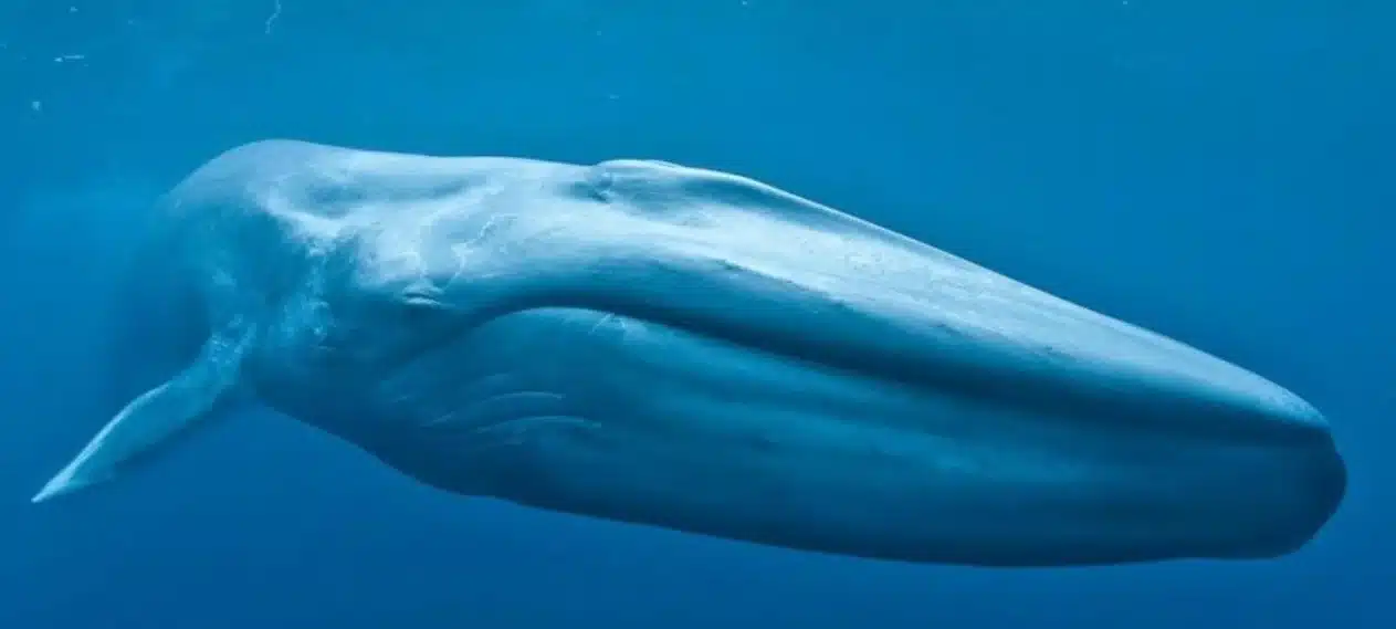 Rare Blue Whale Found Dead Near Gwadar