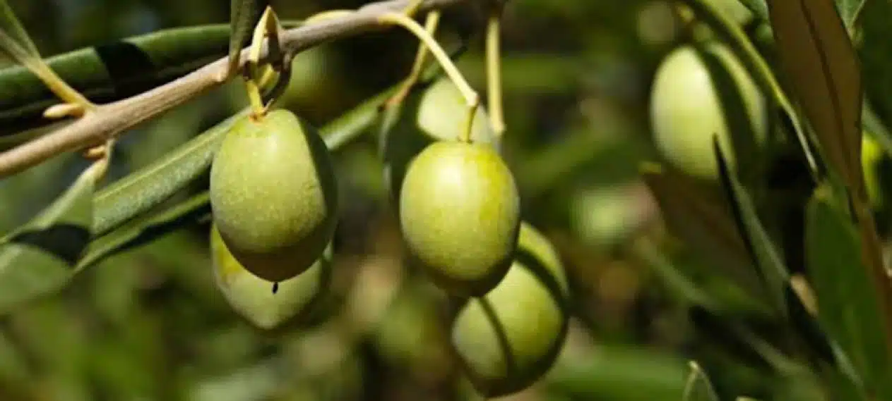 Senate Committee will Conduct an Inquiry into the Importation of Olive Plants