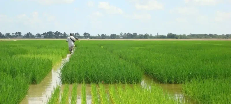 Sindh Allocates 52,000 Acres for Corporate Farming Initiative