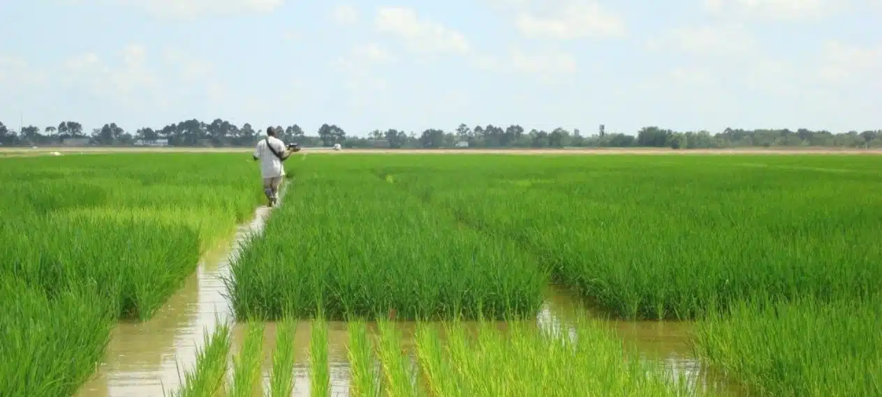 Sindh Allocates 52,000 Acres for Corporate Farming Initiative