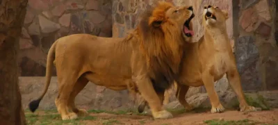 Bahawalpur Zoo Closed After Fatal Lion Attack