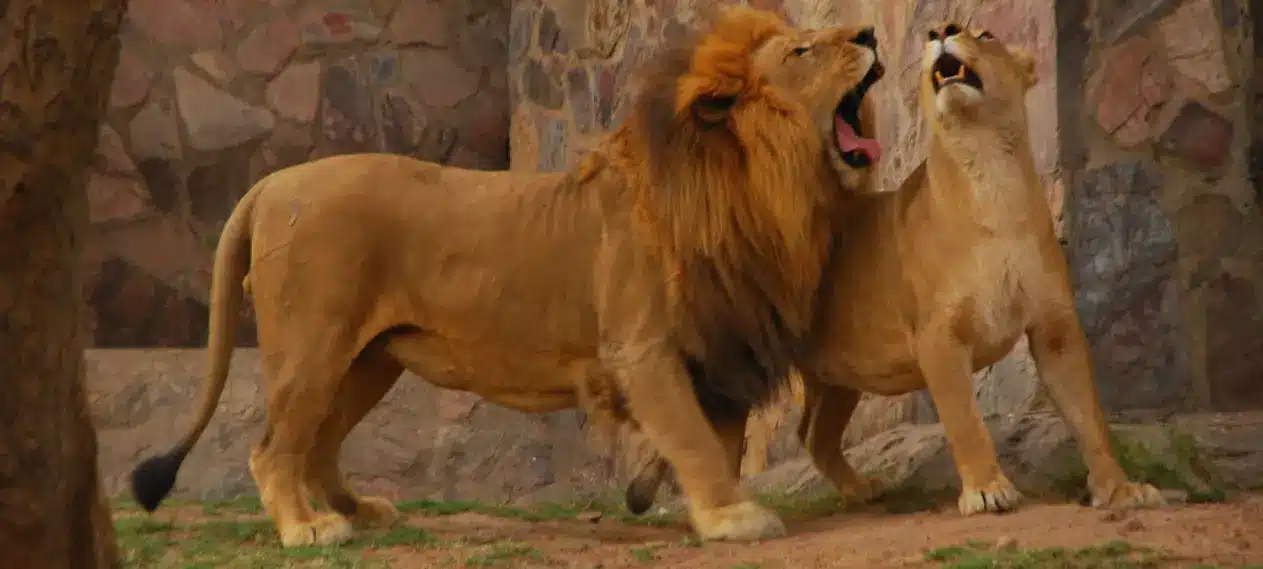 Bahawalpur Zoo Closed After Fatal Lion Attack