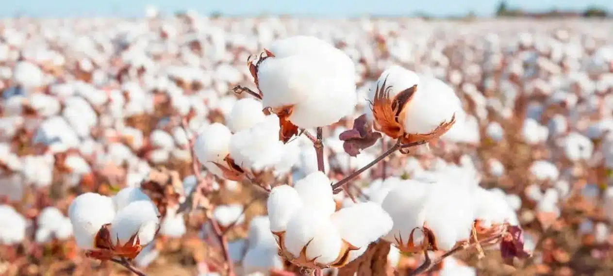 Cotton Market Faces Pressure Amid Textile Woes and Holiday Season Ahead