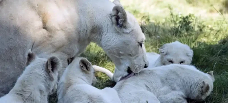 Karachi Zoo's White African Lioness gives Birth to Six Cubs