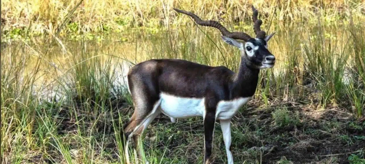 7 Black Deer Stolen from Jallo Park Lahore