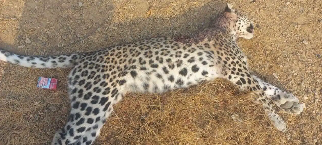 Rare White Leopard Killed by Villagers in Kerthar National Par