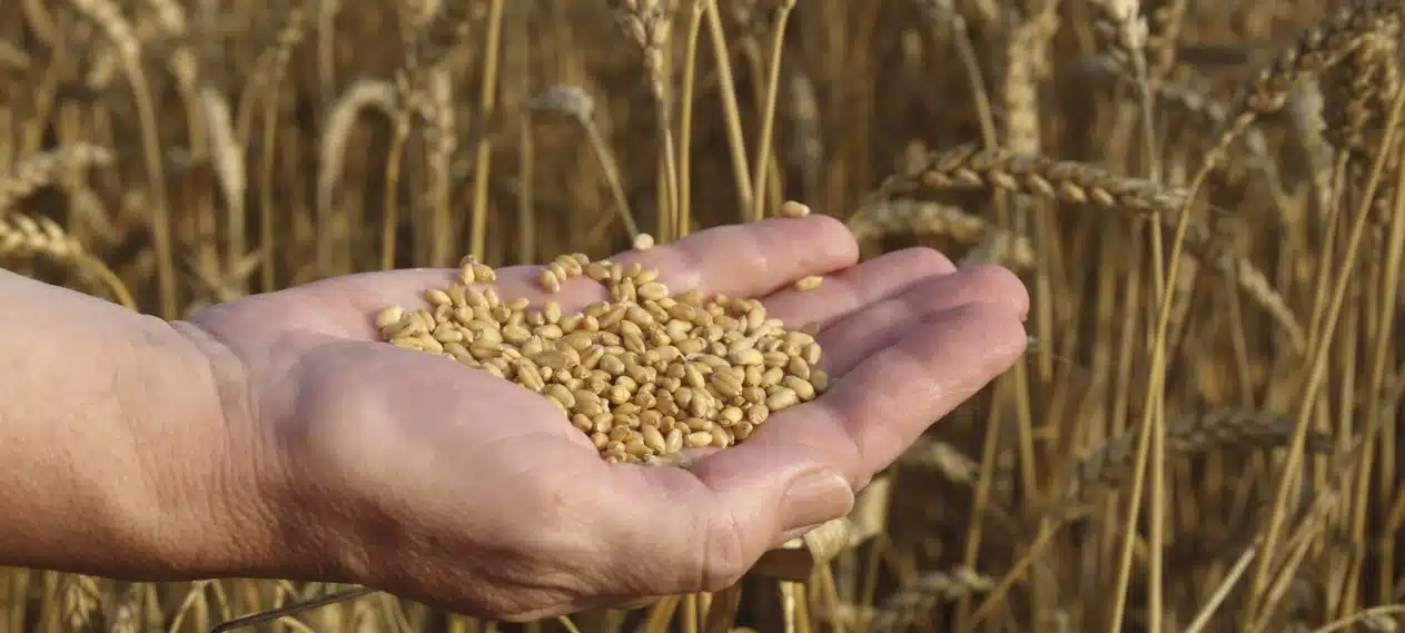 Punjab Aims for 24 Million Tons of Wheat Output This Year