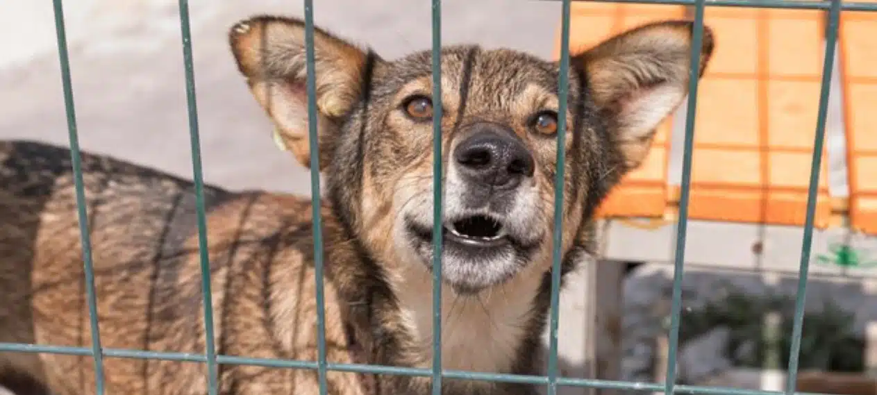 South Korea Passes Historic Law on Dog Meat