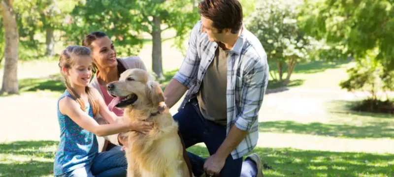 Unveiling 'Dognition': Can Dogs Comprehend Human Language?