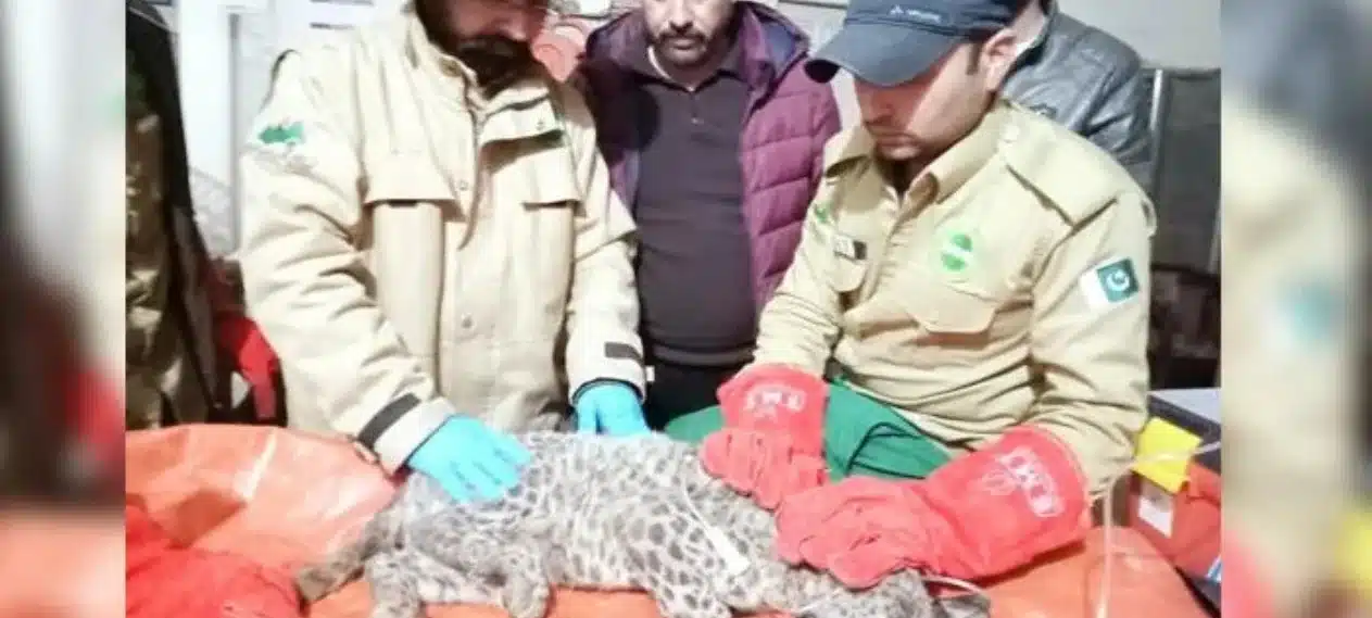 Wildlife Department Rescues Leopard Cub in Azad Kashmir