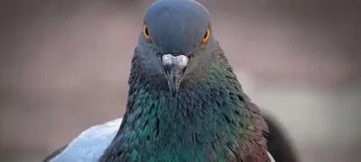 India Releases Pigeon Accused of Spying for China