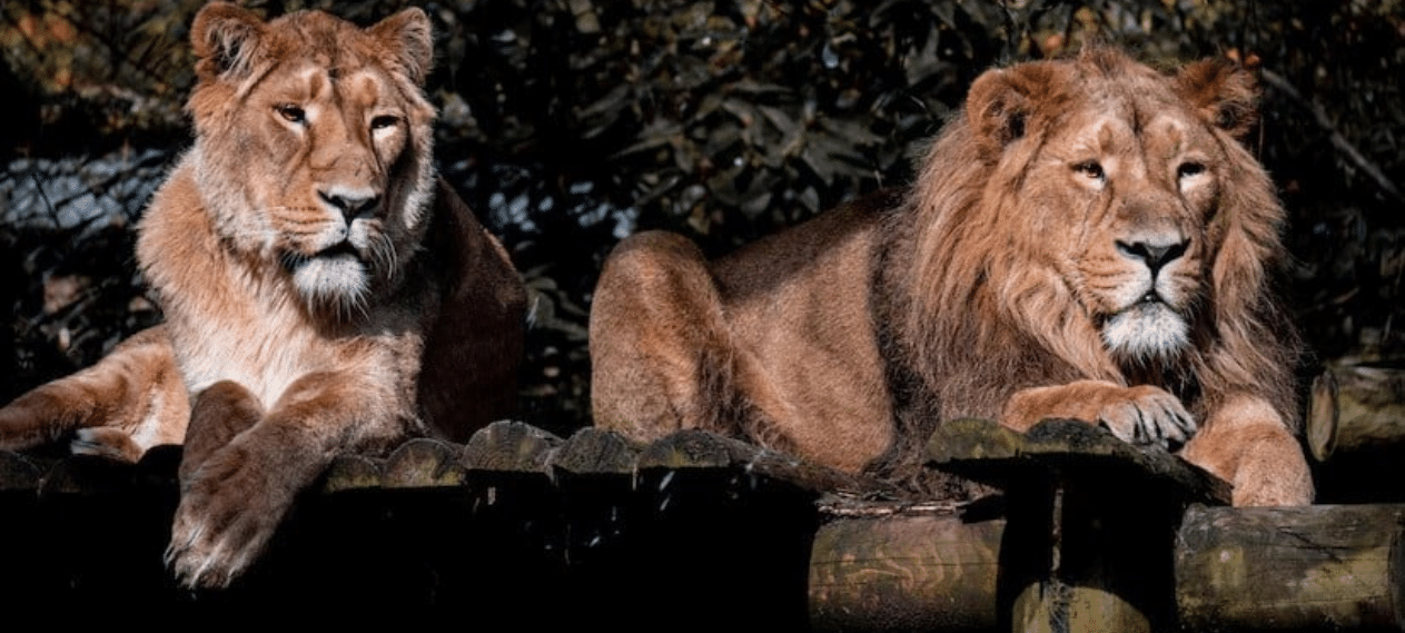 Faith Divides Lions: Muslim and Hindu Pair Await Court Decision