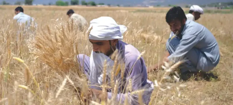 Farmers Urge Sindh to Commence Wheat Purchasing