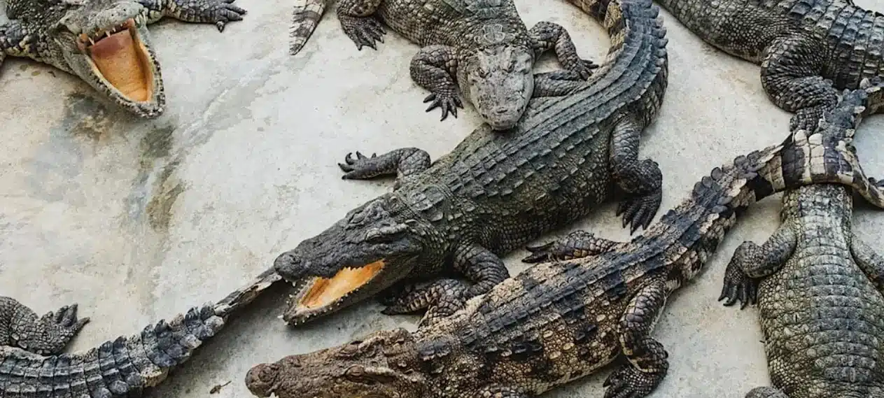 Crocodiles Escape Safari Park in Sindh: Safety Concerns Arise