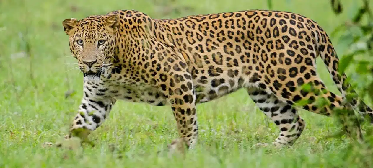 Zimbabwean Cricketer Survives Leopard Encounter with Help from Canine Companion
