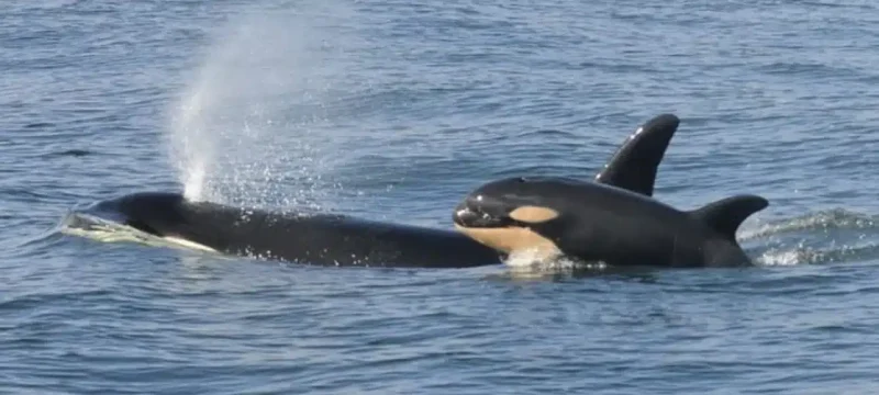 Surge in Orca Attacks on Boats Explained by Experts