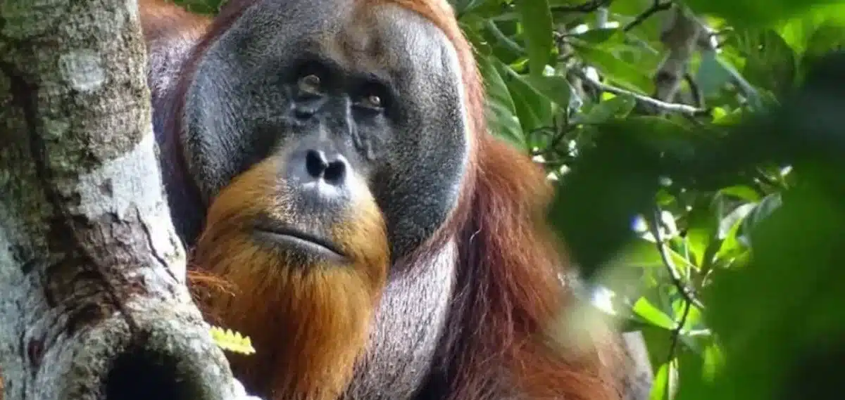 Orangutan’s Medicinal Plant Use Intrigues Scientists