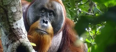 Orangutan's Medicinal Plant Use Intrigues Scientists