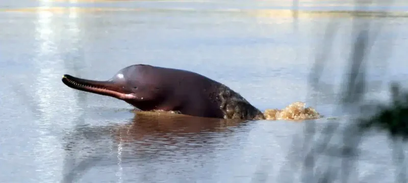 WWF issues a strong condemnation of the killing of an endangered Indus River dolphin