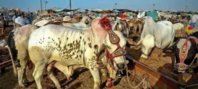 Cattle traders have been offered free sale points