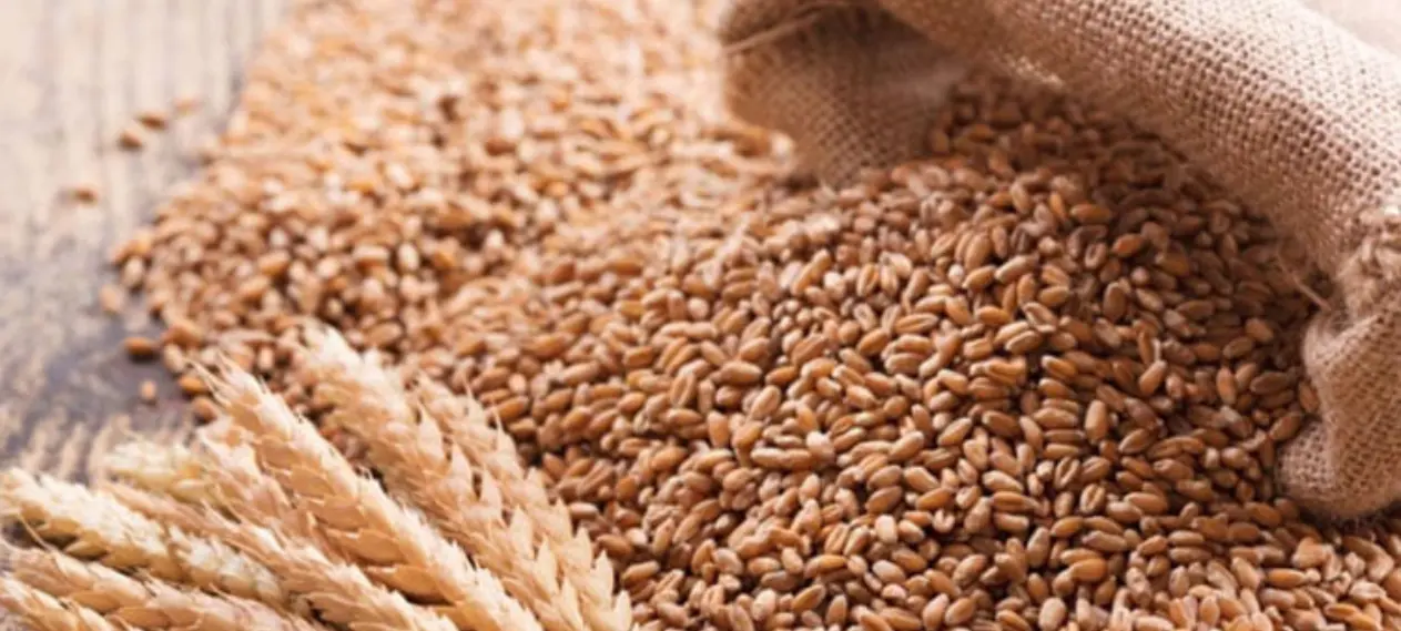 ECC Boosts Pasco Wheat Procurement Target to 1.8 Million Tons