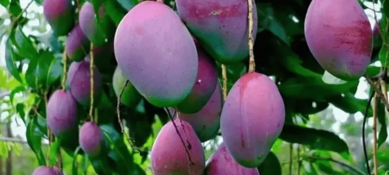 Miyazaki Mangoes in Karachi Priced at Rs. 300,000 per Kg