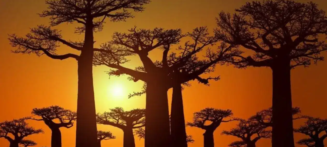 Unraveling the Mystique: The Baobab Tree's Ancient Journey from Madagascar