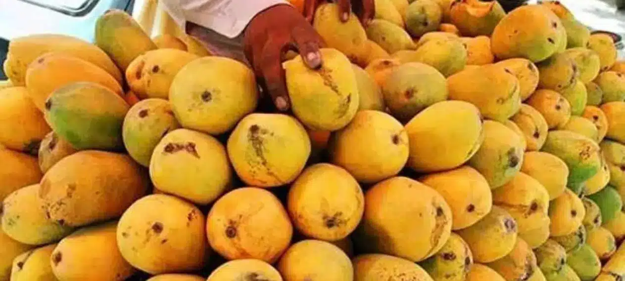 Farmers attribute the poor mango crop to climate change