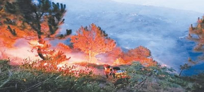 Fire Ravages Forests in Haripur and Kohat